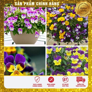 BỘ gói hạt giống PANSY