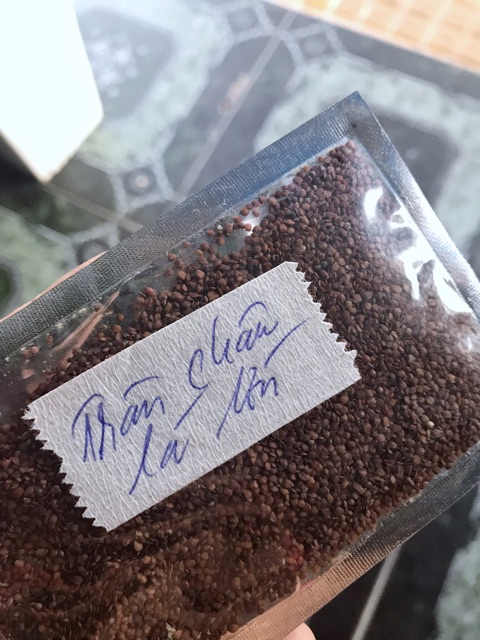 HẠT GIỐNG THỦY SINH TRÂN CHÂU LÁ LỚN 10g