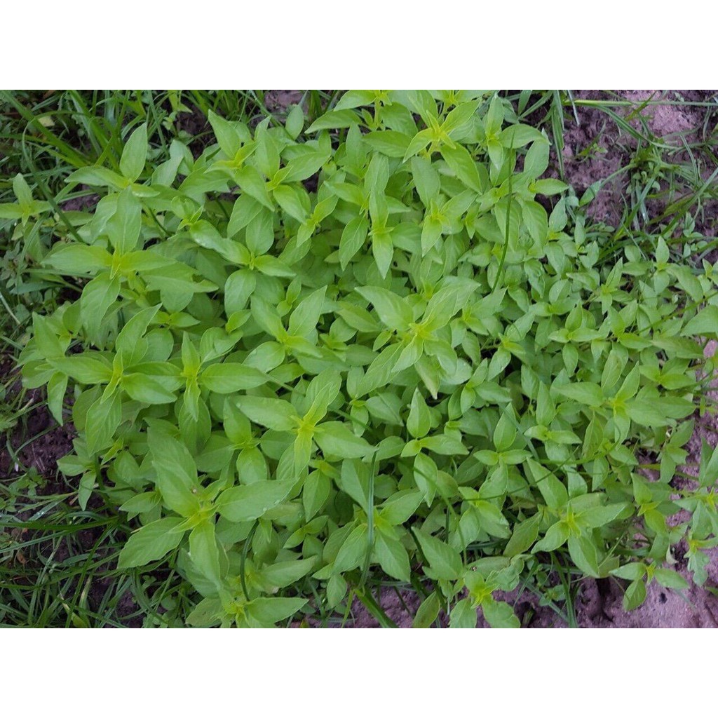 Rau Thơm Sả  RĐ 189