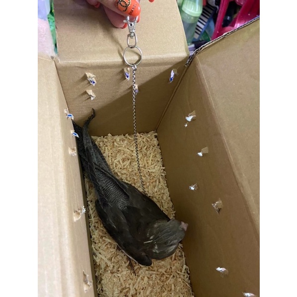 Xích chân , vòng chân cho cockatiel , greencheek , lovebird , yến phụng ..