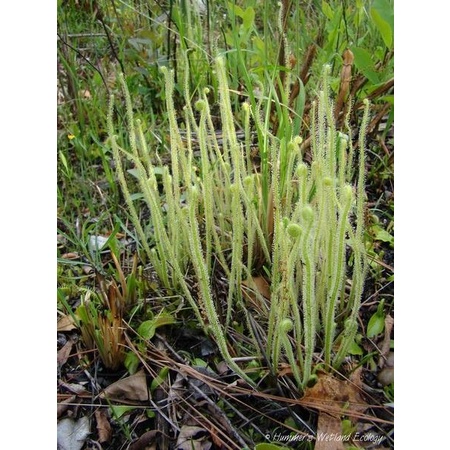 Cây bắt mồi gọng vó Drosera Filiformis Green chuyên bắt côn trùng