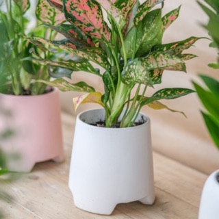 Chậu cây vạn lộc chậu men trắng/hồng - Cây phong thuỷ - Cây mệnh hỏa - Giá rẻ nhất - Cây trong nhà
