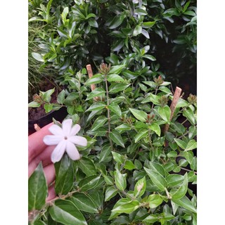 🍀🍁Nguyệt quế dây leo🍀🍁