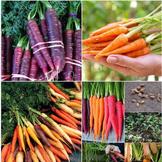 Bộ 3 gói hạt giống cà rốt  ( 1 gói cà rốt tím + 1 gói cà rốt tín hon + 1 gói cà rốt nhiều màu )