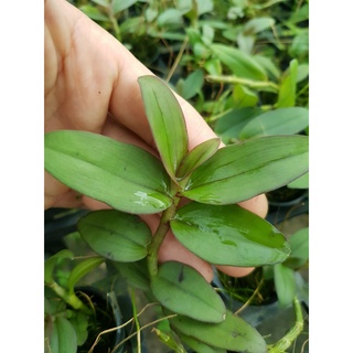 [Siêu Sale] phi điệp mắt đỏ hòa bình