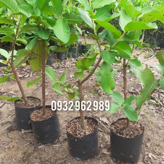 Cây ổi lê Đài loan