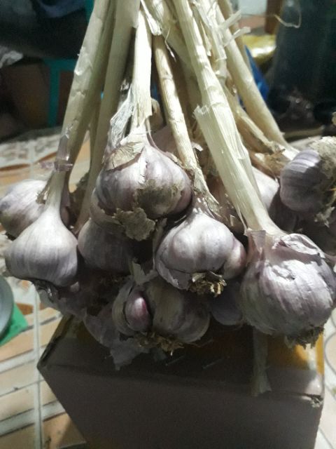 Sỉ 5kg Tỏi tím ta còn cuống khô