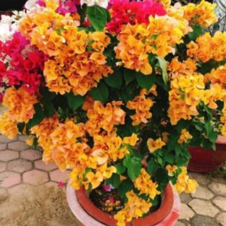 Giấy  màu siêu hoa