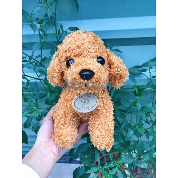 Chó POODLE (25cm),Lông Chỉ Cao Cấp,Hàng Có Sẵn & Hình Chụp Thật Tại Shop