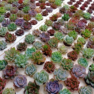 SEN ĐÁ MINI - SEN VỈ NGẪU NHIÊN