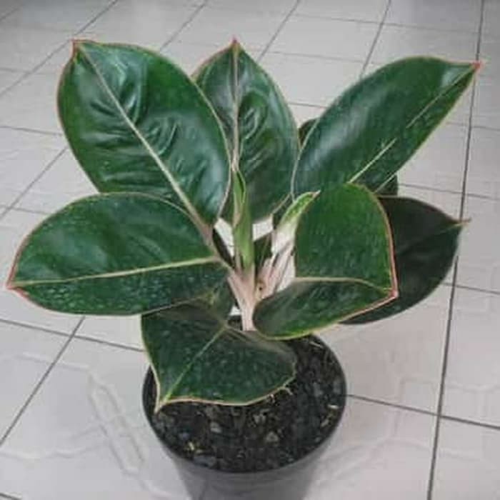 Tô Đựng Son Môi Màu Đen Trang Trí Cây