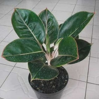 Tô Đựng Son Môi Màu Đen Trang Trí Cây