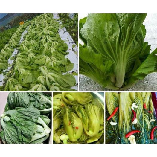 Cải bẹ dưa 20gram- cải dễ trồng quanh năm