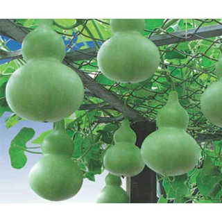 Hạt giống Bầu Hồ Lô