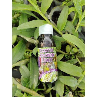 Thuốc kích rễ Thái Exotic kích rễ cho Lan