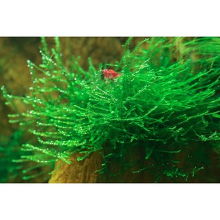 Rêu Java - Taxiphyllum barbieri