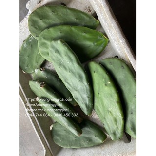 5kg Lá Xương Rồng Tai Thỏ Già Làm Giống ( không gai)