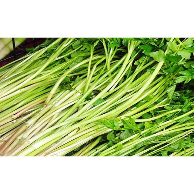 Cây rau cần ta rau cần nước, hương cần, hồ cần - trồng châu ổn định- thu hoạc quanh năm- tên khoa học Oenanthe javanica