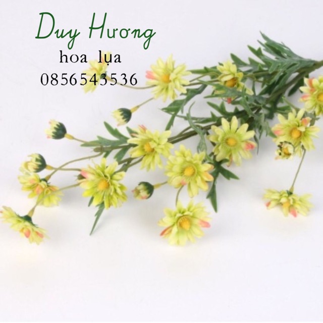 Hoa cúc hoạ mi giả - Cúc họa mi cành 5 nhánh dài 75cm