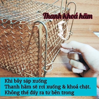 Bẫy Lồng Chuột Có Khoá