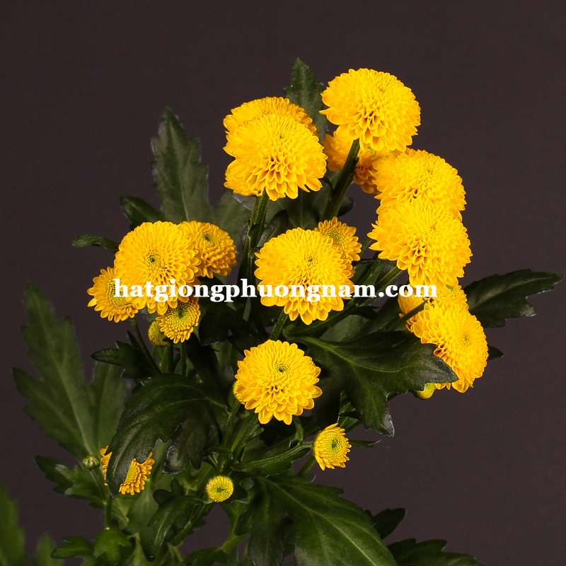 Hạt giống hoa cúc mini vàng - cúc chi - gói 100 hạt y hình