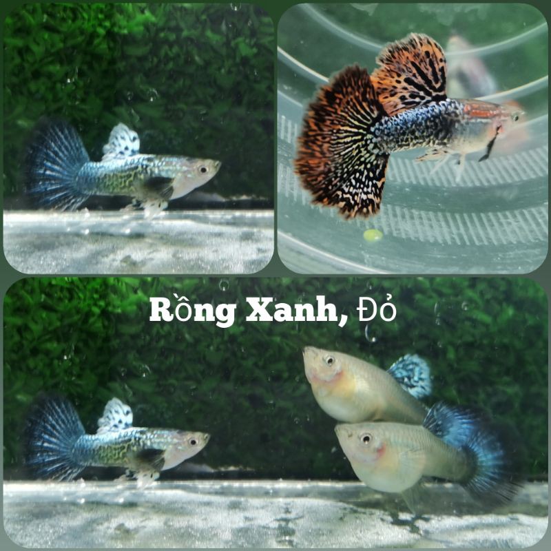 Tranh 2 Màu Xanh, Đỏ Trang Trí Hồ - Rồng Xanh, Đỏ - Nga Guppy