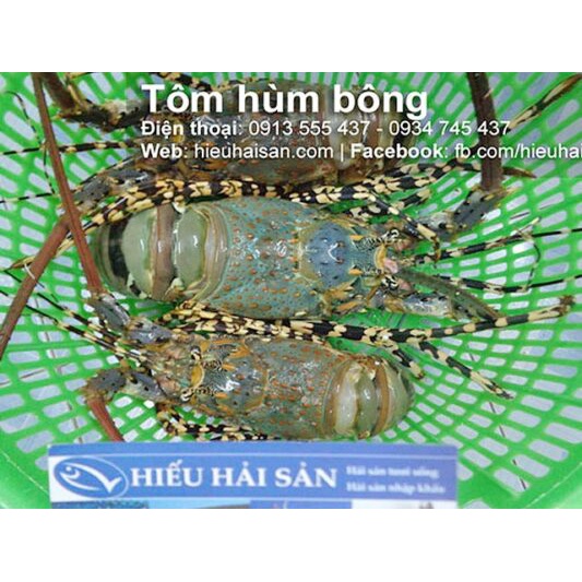 Tôm hùm bông Việt Nam loại đặc biệt, giao sống tận nơi, size tôm lớn 1-1,2kg/con