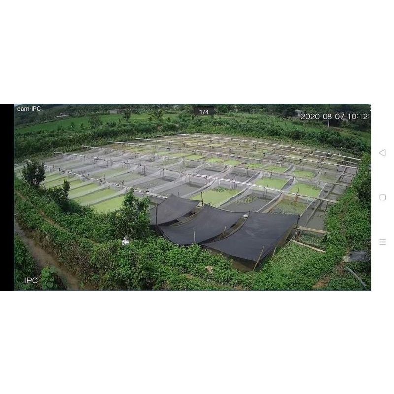 Tráng,vèo nuôi ốc , ếch , cá lươn