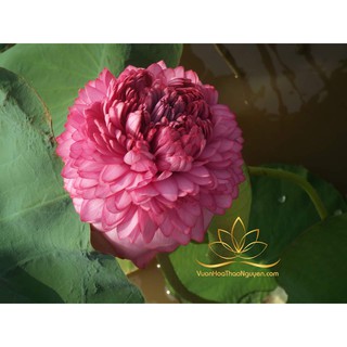 Củ sen màu hồng nghìn cánh S1000