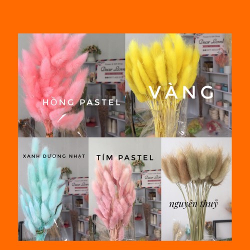 5 CÀNH ĐUÔI THỎ TO, CỨNG CÁP