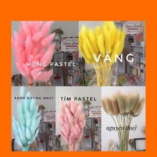 5 cành đuôi thỏ to, cứng cáp