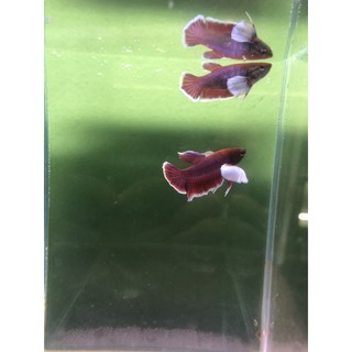 BETTA DUMBO LAVENDER 1 CẶP TRỐNG & MÁI