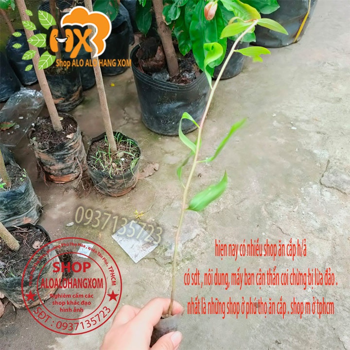 TRÀM ÚC CÂY GIỐNG