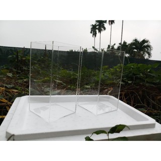 hồ cá wild Betta - Betta hoang dã - 12x12x25