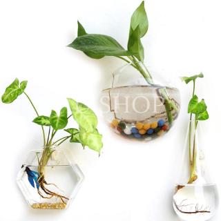 Chậu hoa thủy tinh treo tường sáng tạo