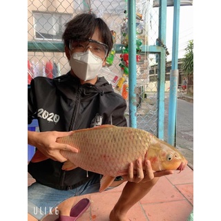 Cám Chuyên Chép Khó Đỡ