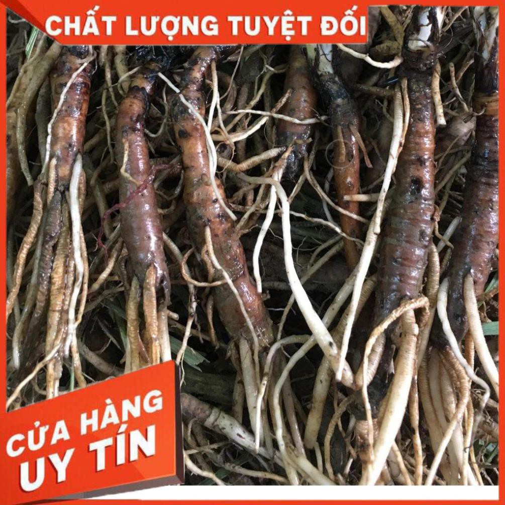 GIẢM GIÁ SỐC 500gr Sâm Cau Đen (Tiên Mao) Khô