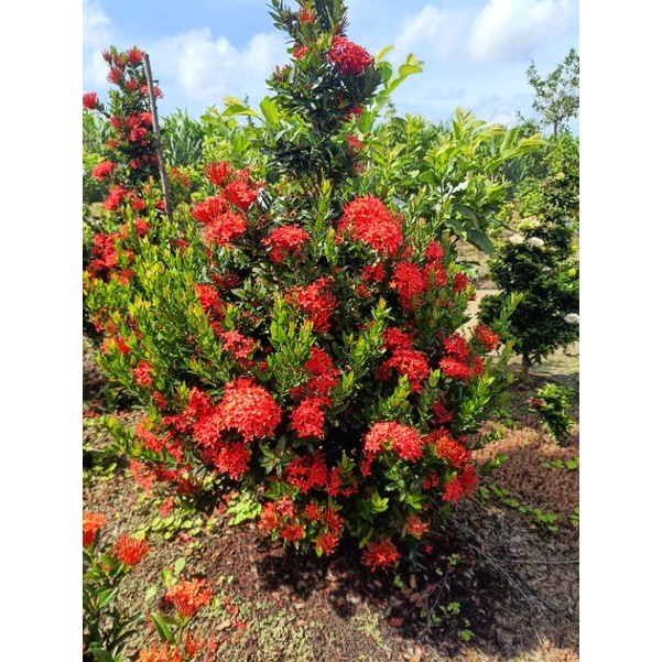 Cây bông trang  cây con lá nhỏ - CAO 15cm-20cm