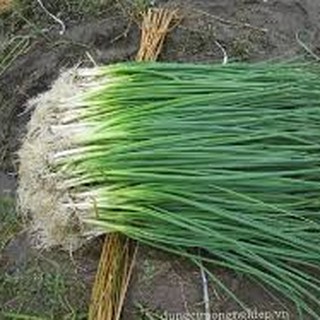 1gram HẠT GIỐNG HÀNH LÁ CAO SẢN