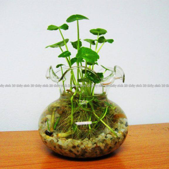 Mua Cây Sen Dù, Rau Má Thuỷ Sinh, Cỏ Đồng Tiền [chỉ ship tỉnh phía Nam ...