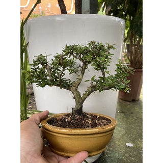 Bộ chậu cây Linh Sam để bàn