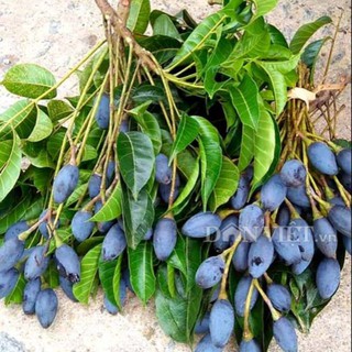 Trám đen ghép, cây giống gửi đi nguyên bầu