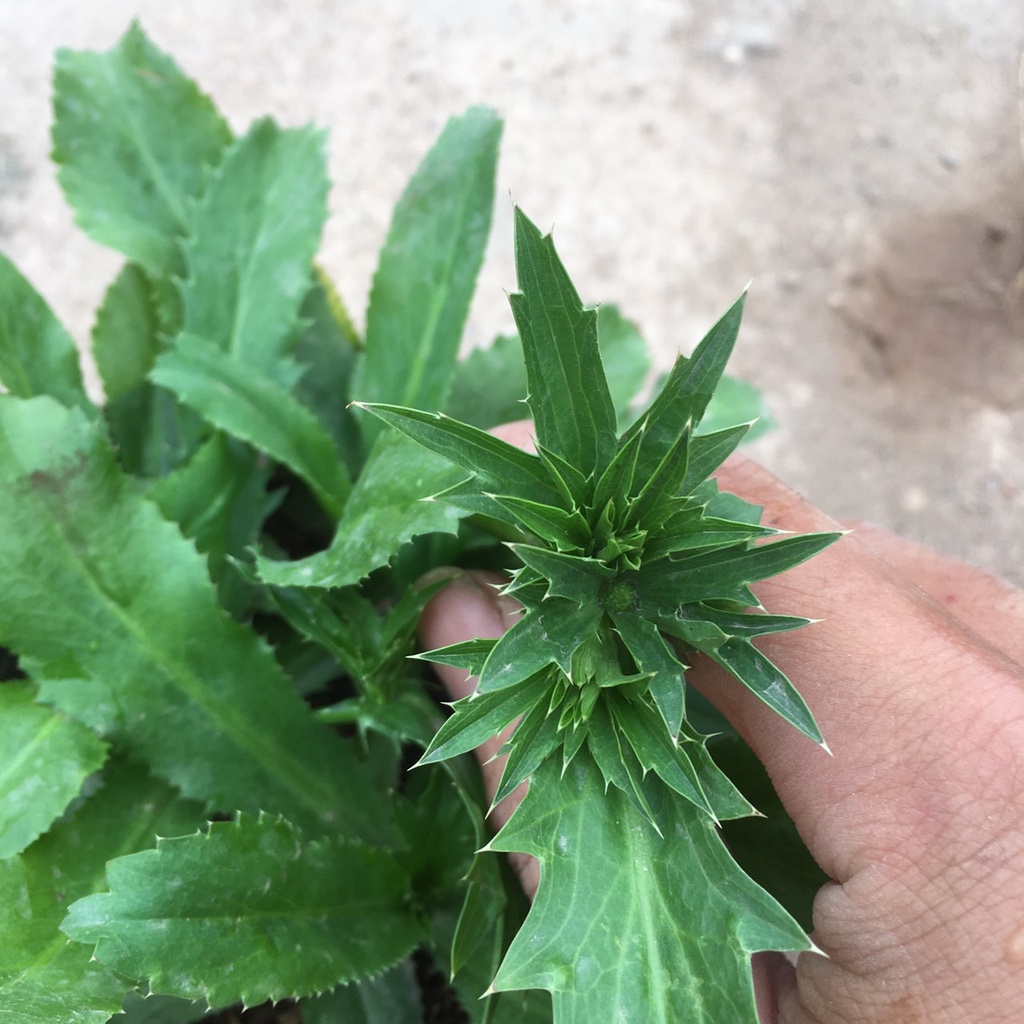 Cây Rau Mùi Tàu  Trồng Sẵn Bầu Đen