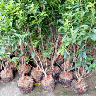 Cây hoa mộc hương