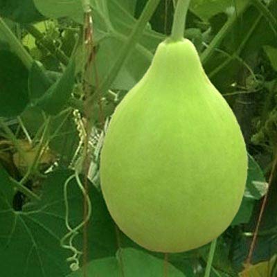 Hạt Giống Bầu Bóng Đèn (Gói 1gr), Dễ Trồng Năng Suất cao