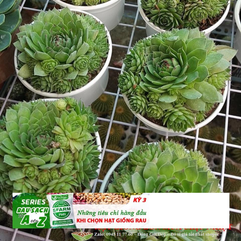 Hạt giống Sen đá phật bà 20 HẠT