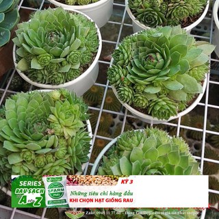 Hạt giống Sen đá phật bà 20 HẠT