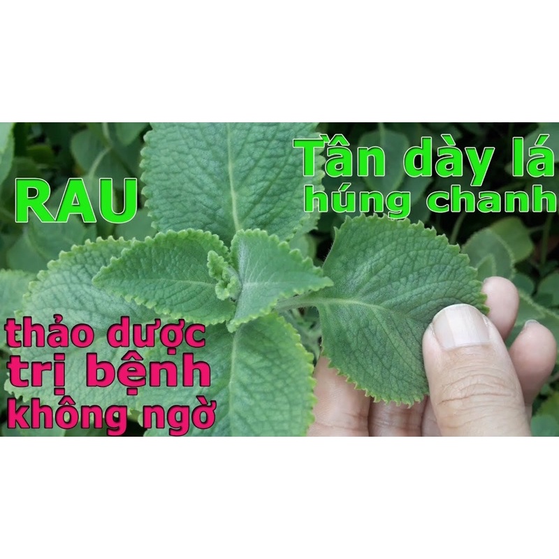 Lá húng chanh tươi  và cây giống - có hàng trong 30p. Lá tươi vừa hái, già, nhiều tinh dầu