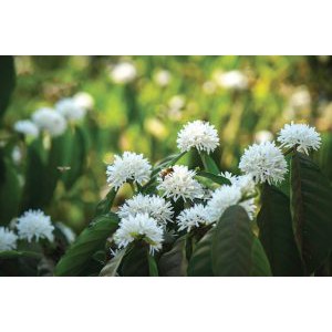 MẬT ONG HOA CÀ PHÊ GIA LAI