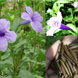 Combo 4 cây sâm tanh tách sinh trưởng khoẻ